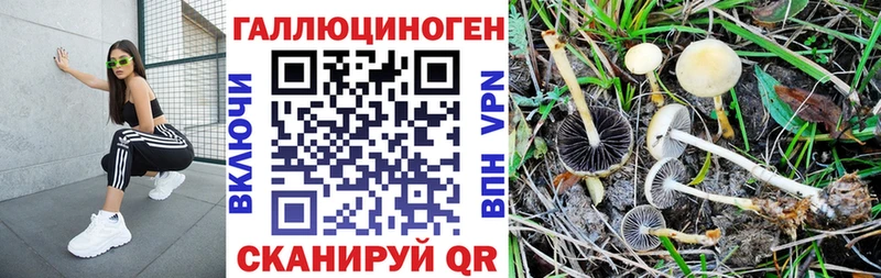 купить  цена  Щучье  Галлюциногенные грибы Cubensis 